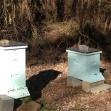 The yard now has two hives